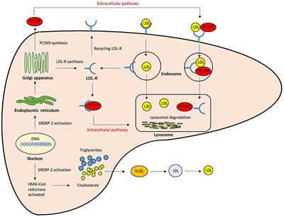 Non-antibody Approaches to Proprotein Convertase Subtilisin Kexin 9 Inhibition: siRNA, Antisense Oligonucleotides, Adnectins, Vaccination, and New Attempts at Small-Molecule Inhibitors Based on New Discoveries